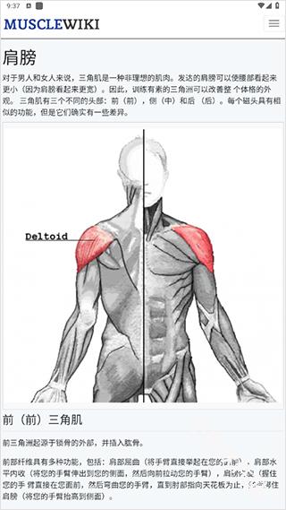 MuscleWiki